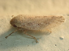 Curtara insularis