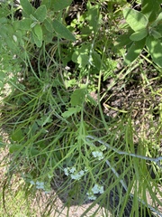 Parthenium densipilum