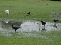 Corvus splendens