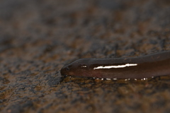 Gymnophiona