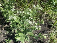 Parthenium densipilum