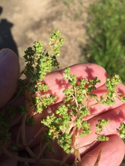 Crassula thunbergiana