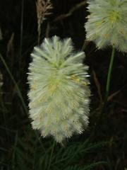 Ptilotus macrocephalus