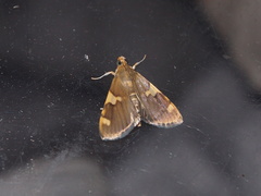 Rehimena phrynealis