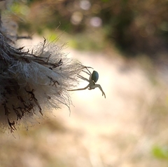 Misumena vatia