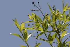Cephalanthus