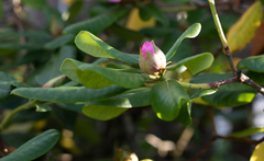 Rhododendron × hybridum