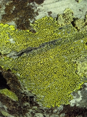 Rhizocarpales