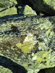 Rhizocarpales