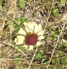 Helenium radiatum
