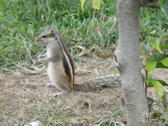 Funambulus pennantii