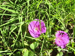 Ipomoea suffulta