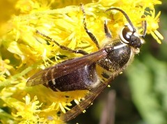 Dolichovespula maculata
