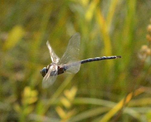 Shadow Darner photo 5