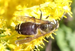 Dolichovespula maculata