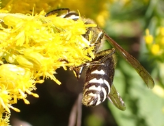Dolichovespula maculata