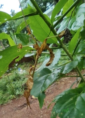 Gongylus gongylodes