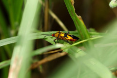 Oncopeltus spectabilis