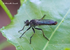 Cerdistus erythrurus