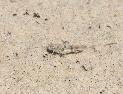 Sphingonotus imitans