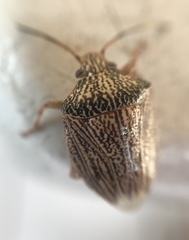 Antiteuchus macraspis