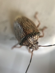 Antiteuchus macraspis