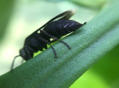Parachartergus fraternus