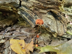 Marasmius fulvoferrugineus