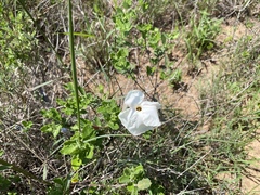 Mandevilla lanuginosa