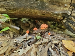 Marasmius fulvoferrugineus