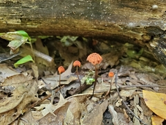 Marasmius fulvoferrugineus