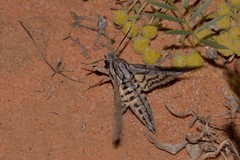 Agrius godarti
