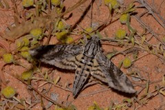 Agrius godarti