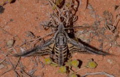 Agrius godarti