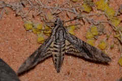 Agrius godarti