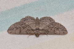 Ectropis plectroneura