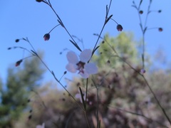 Hesperolinon spergulinum