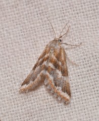 Anomocentris trissodesma