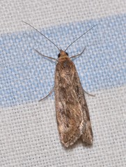 Achyra affinitalis