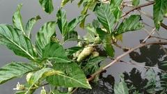 Morinda citrifolia