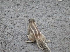 Funambulus pennantii