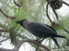Corvus splendens