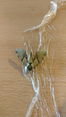 Callambulyx tatarinovii