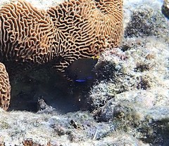 Plectroglyphidodon apicalis