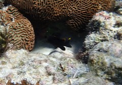 Plectroglyphidodon apicalis