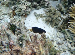 Pomacentrus chrysurus