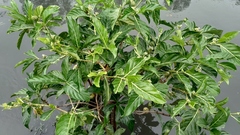 Morinda citrifolia