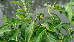 Morinda citrifolia