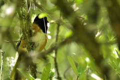 Pipilo maculatus macronyx