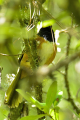 Pipilo maculatus macronyx